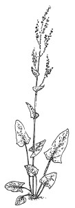 Vilda nyttoväxter-fjällängssyra-1